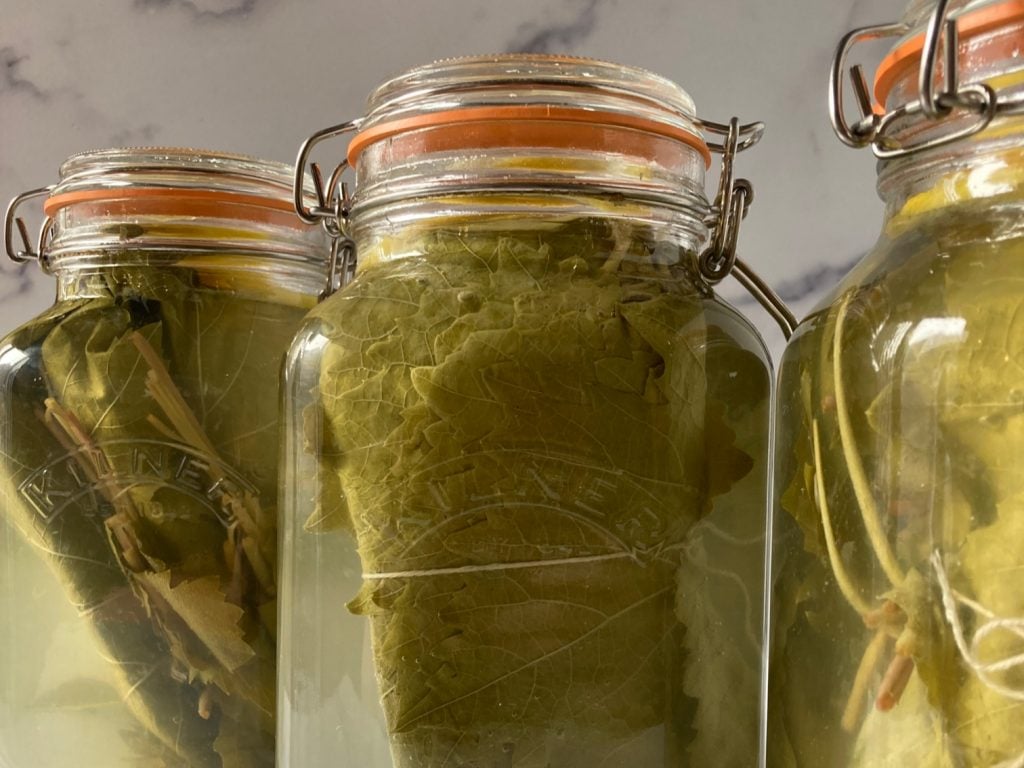 Preserved Leaves